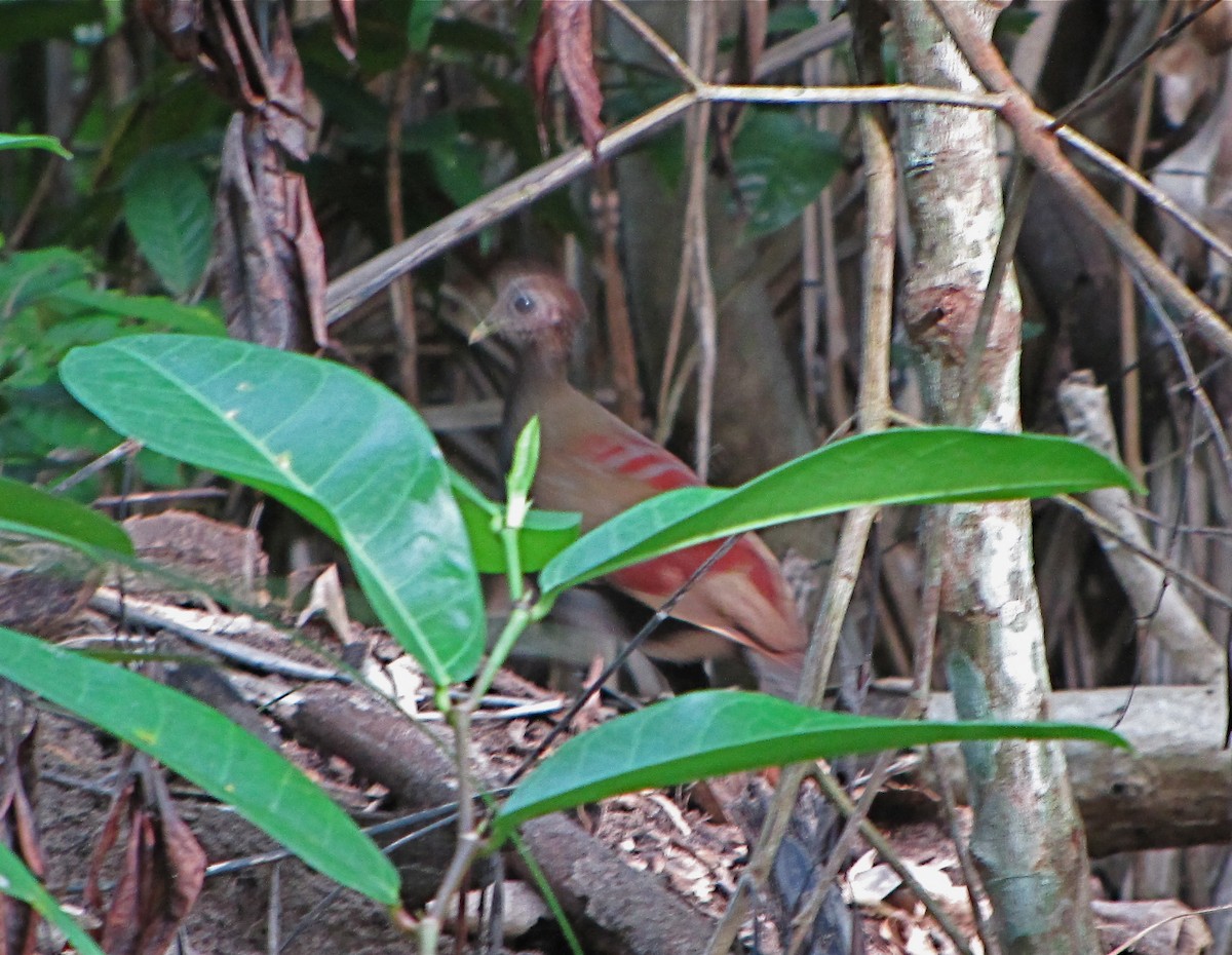 Moluccan Megapode - ML625149834