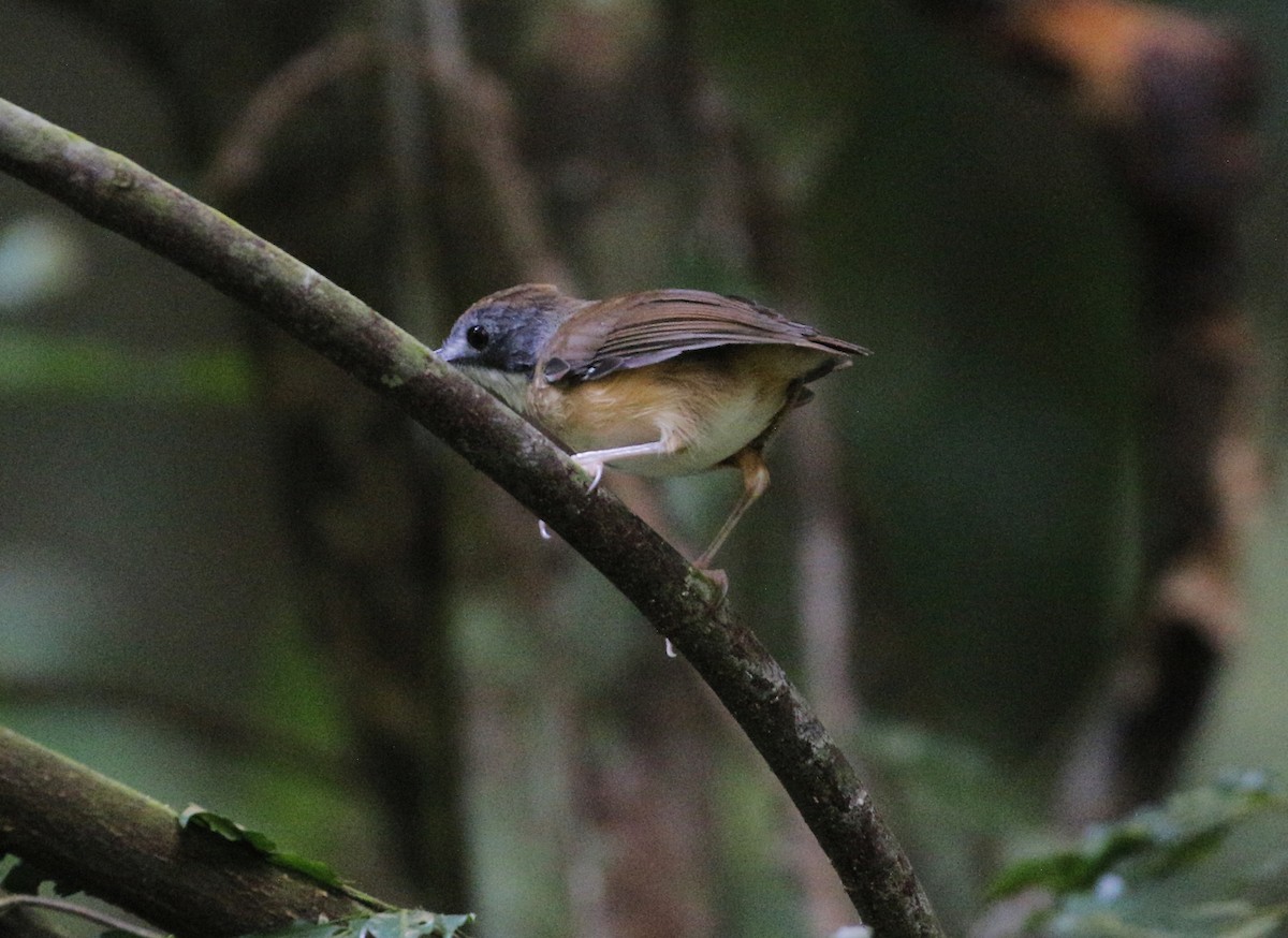 Short-tailed Babbler - ML625149878