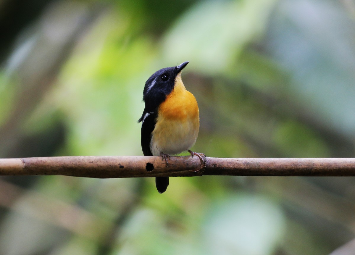 Rufous-chested Flycatcher - ML625149888
