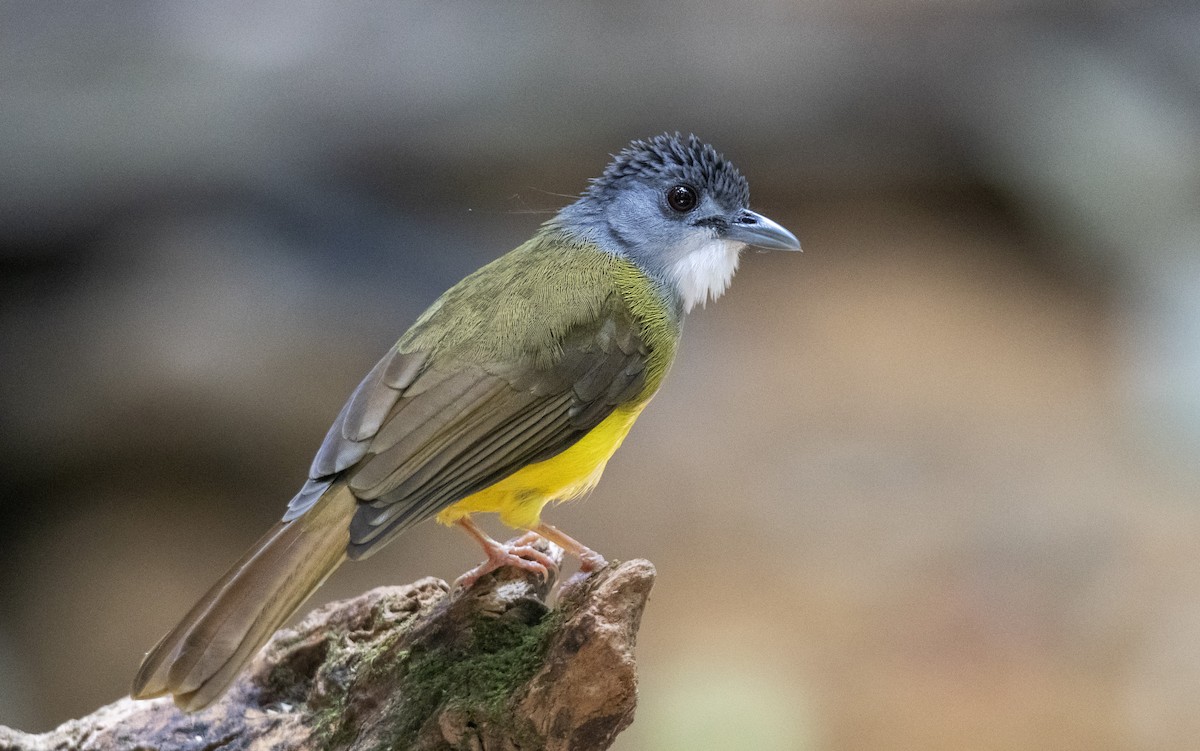 Yellow-bellied Bulbul - ML625149990