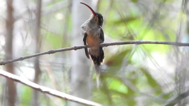 Great-billed Hermit (Margaretta's) - ML625150052