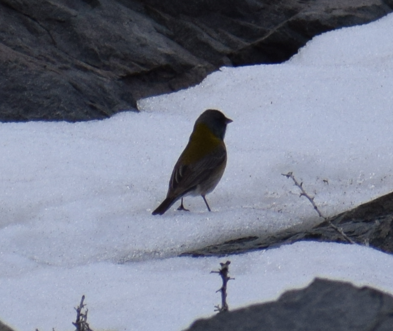 Gray-hooded Sierra Finch - ML625150151