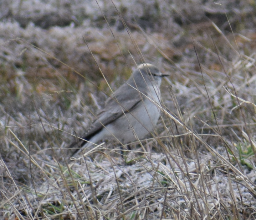 Ochre-naped Ground-Tyrant - ML625150158