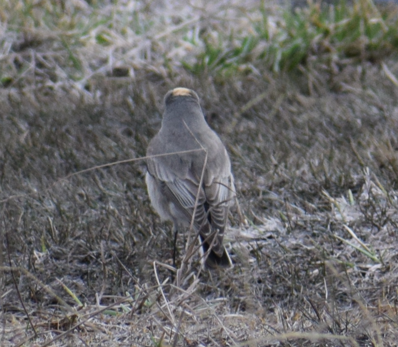 Ochre-naped Ground-Tyrant - ML625150159