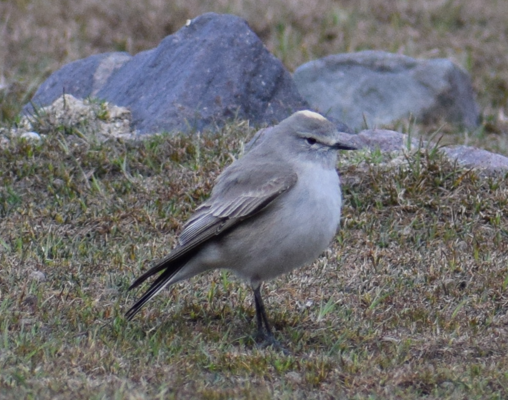 Ochre-naped Ground-Tyrant - ML625150160