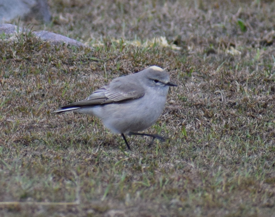 Ochre-naped Ground-Tyrant - ML625150161