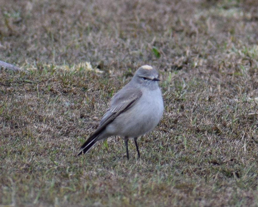 Ochre-naped Ground-Tyrant - ML625150162