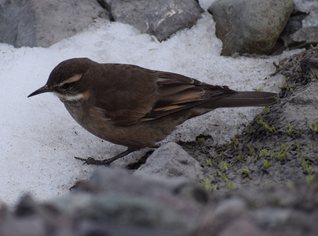 Buff-winged Cinclodes - ML625150163