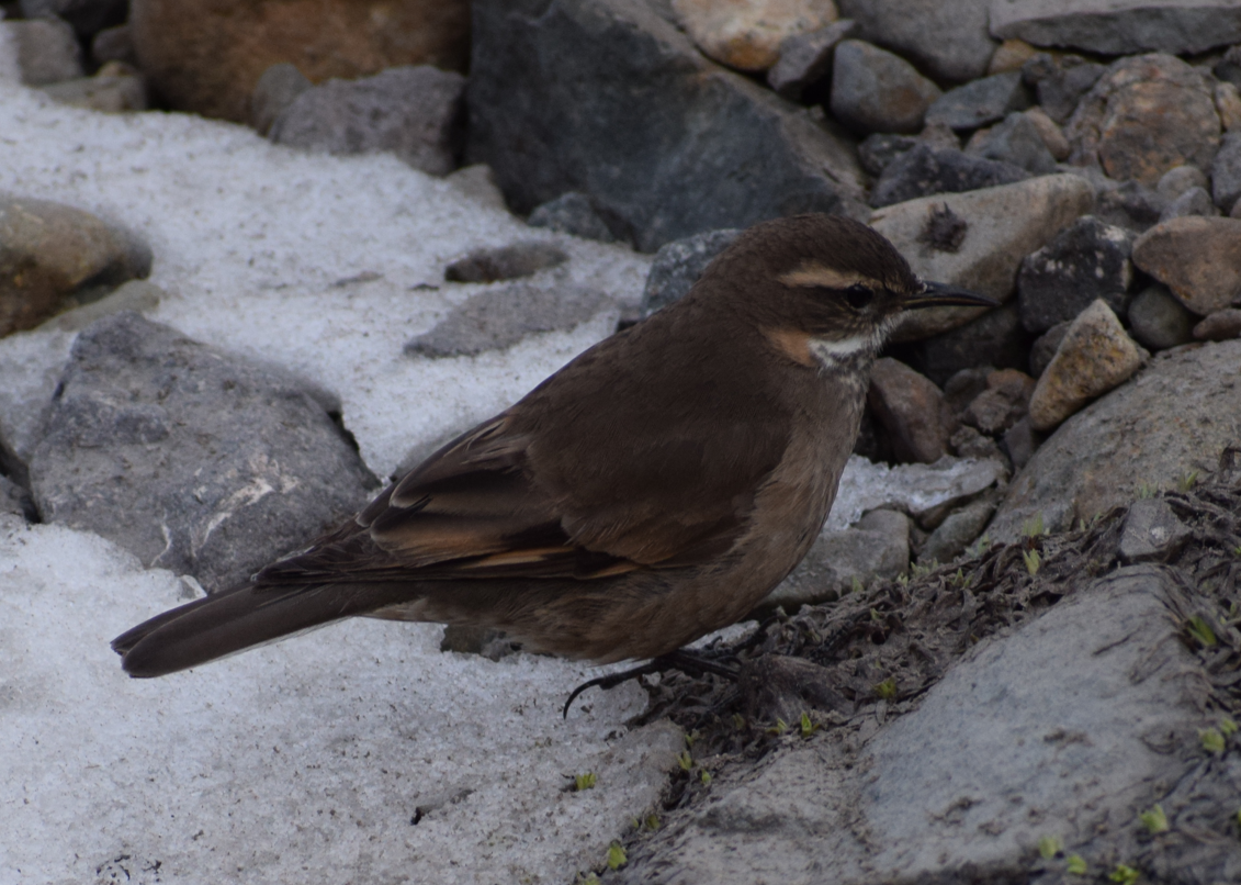 Buff-winged Cinclodes - ML625150164