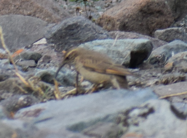 Scale-throated Earthcreeper - ML625150167