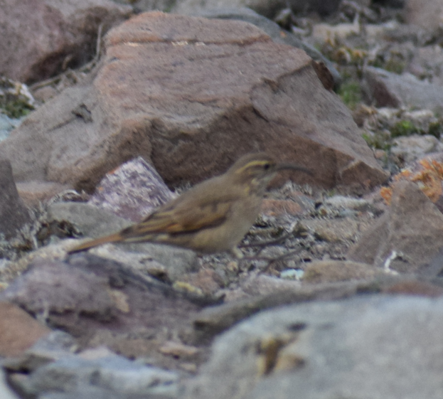 Scale-throated Earthcreeper - ML625150168