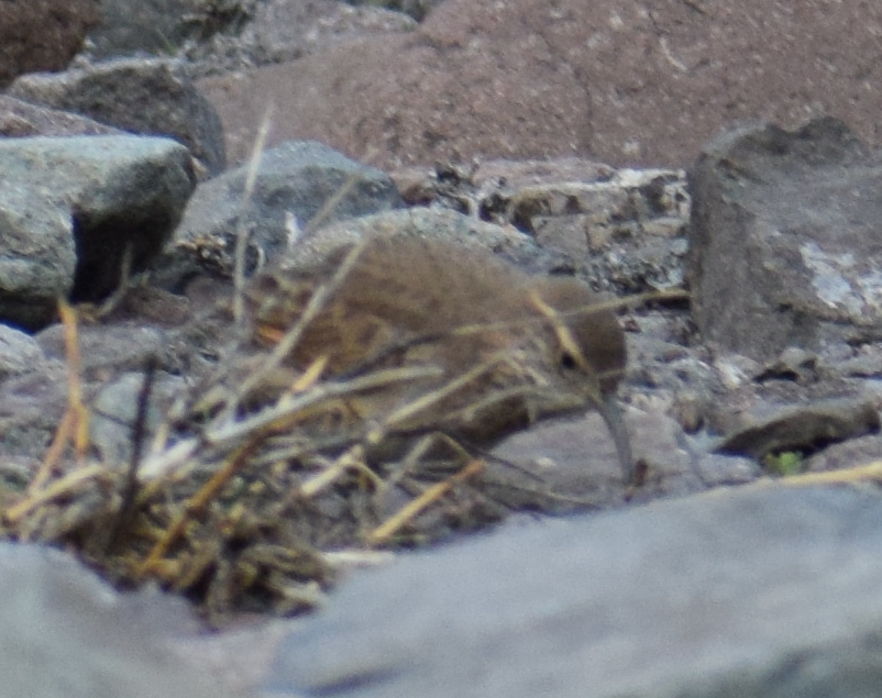 Scale-throated Earthcreeper - ML625150169