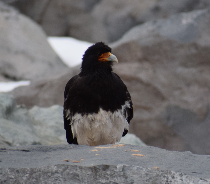 Mountain Caracara - ML625150223