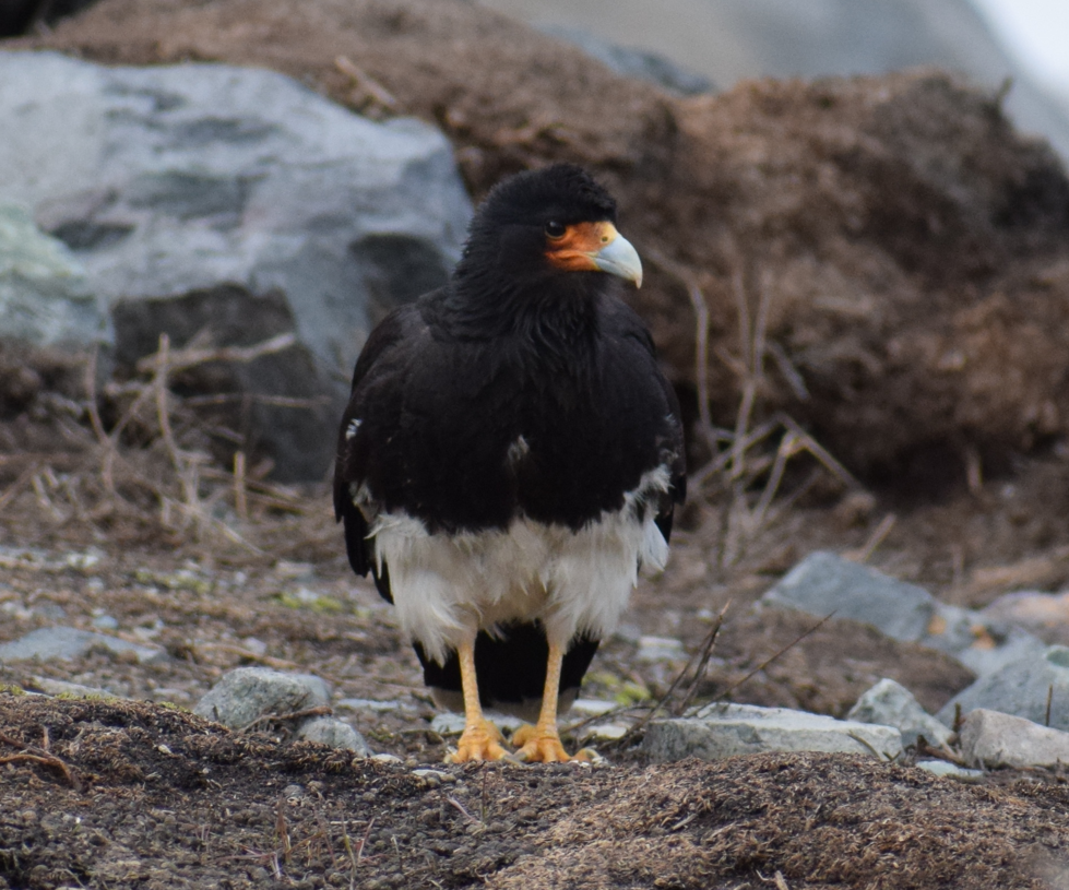 Mountain Caracara - ML625150224