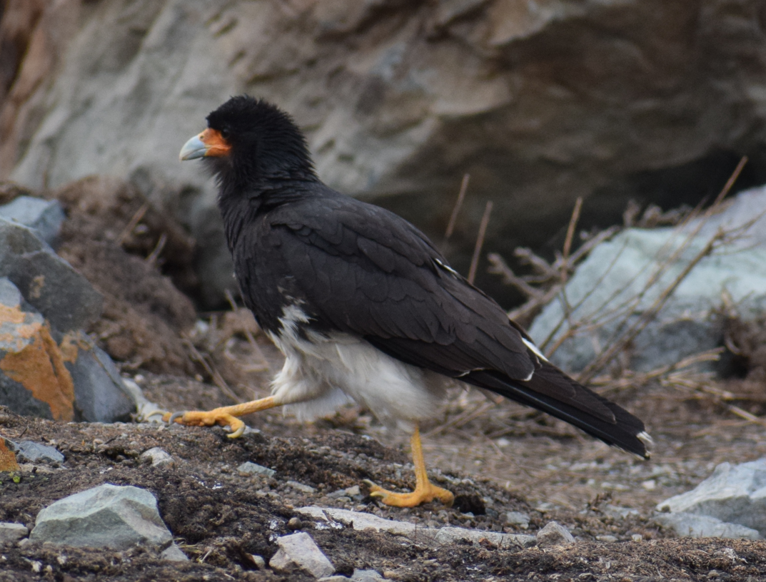 Mountain Caracara - ML625150225