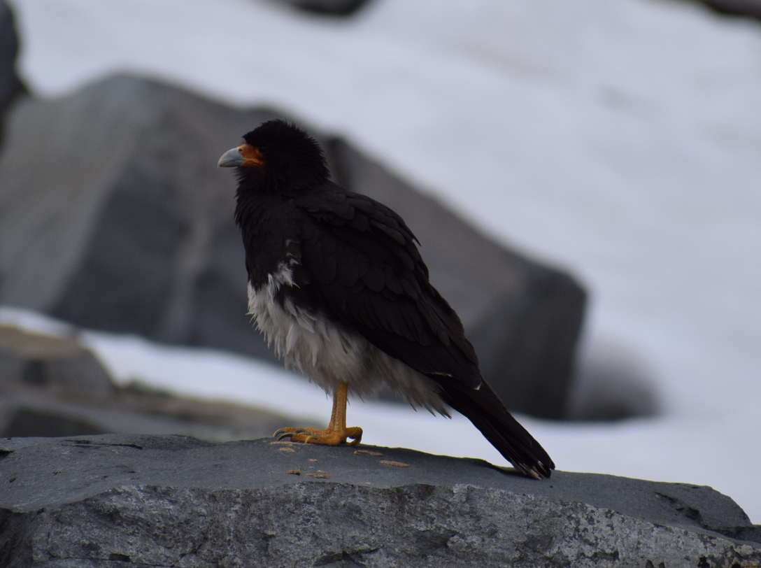 Mountain Caracara - ML625150226