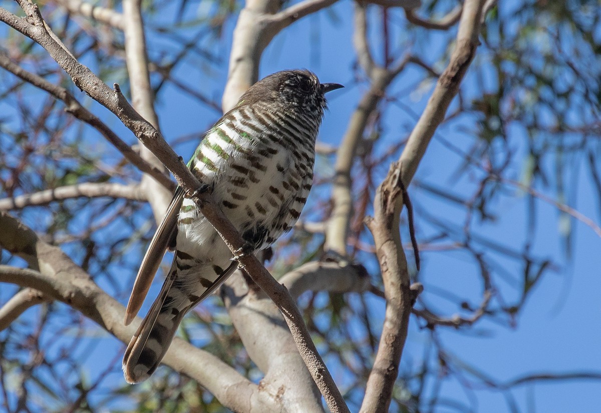 Shining Bronze-Cuckoo (Golden) - ML625150257