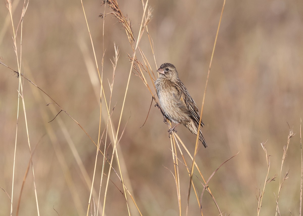 Marsh Widowbird - ML625150295