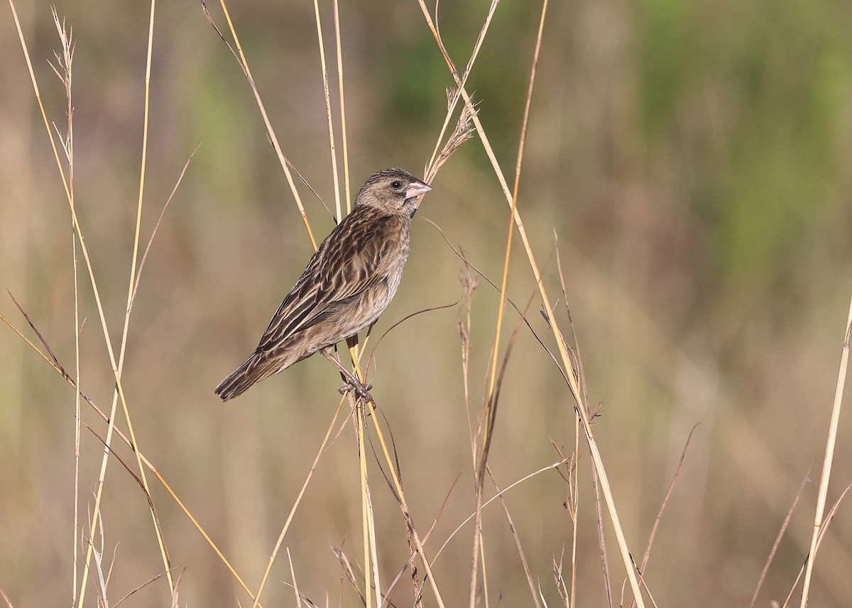 Marsh Widowbird - ML625150296