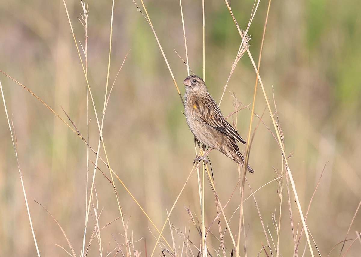 Marsh Widowbird - ML625150297