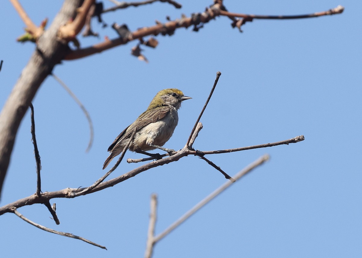 African Penduline-Tit - ML625150360