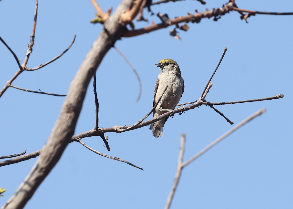 African Penduline-Tit - ML625150361