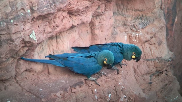 Indigo Macaw - ML625150367
