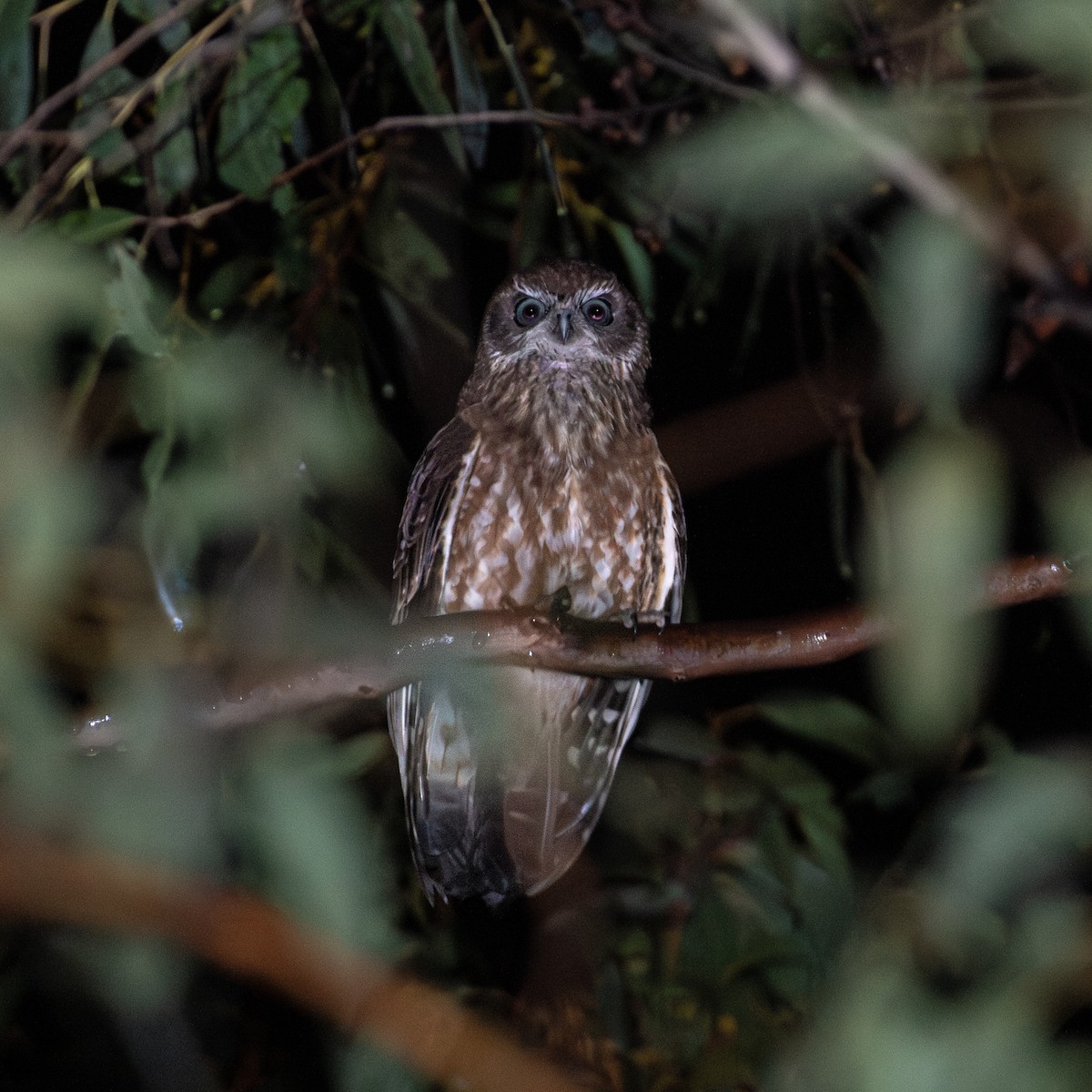 sovka bubuk - ML625150397