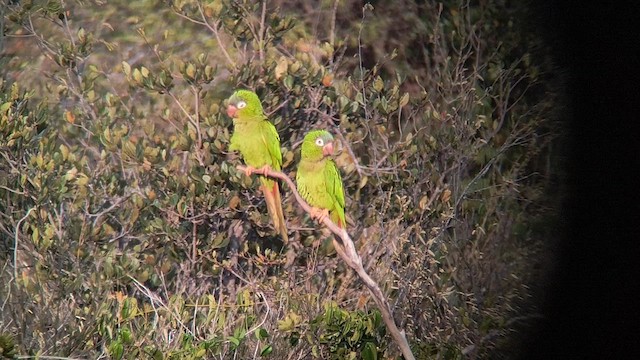 Blue-crowned Parakeet - ML625150403