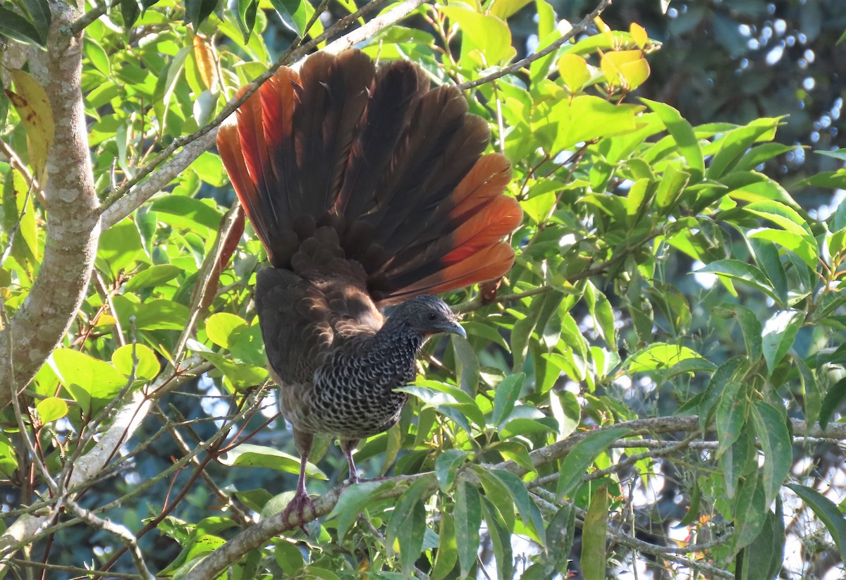 Colombian Chachalaca - ML625150492