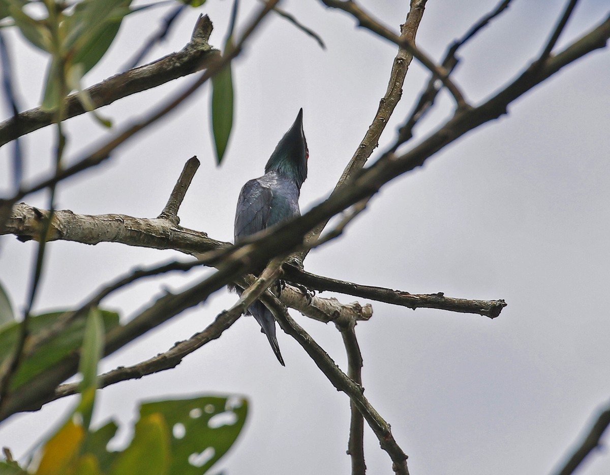 Asian Glossy Starling - ML625150551