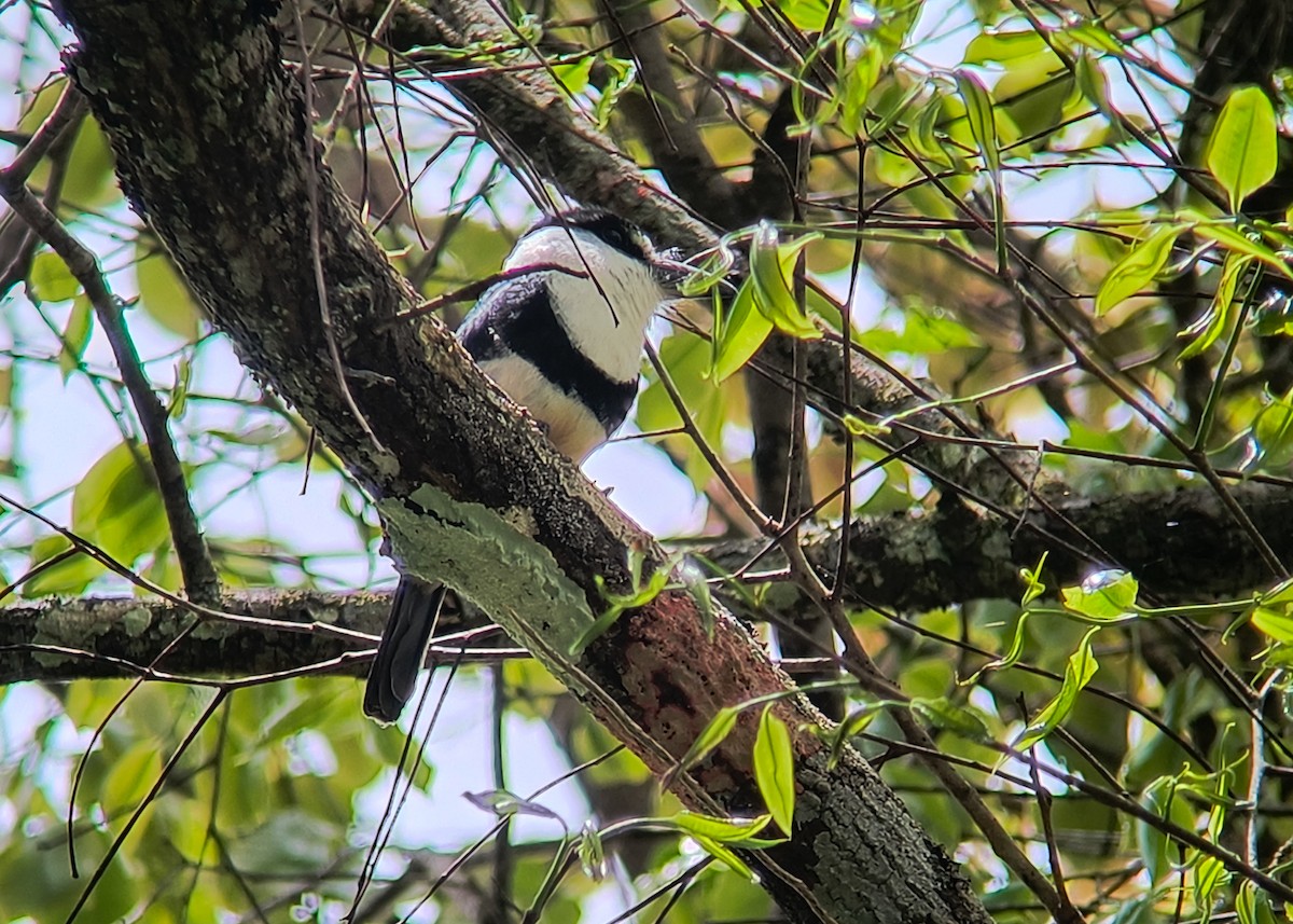 Buff-bellied Puffbird - ML625150591