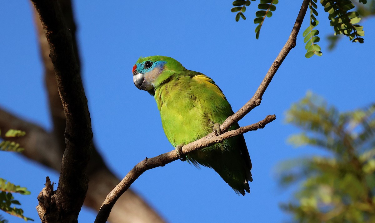 Double-eyed Fig-Parrot - ML625150609