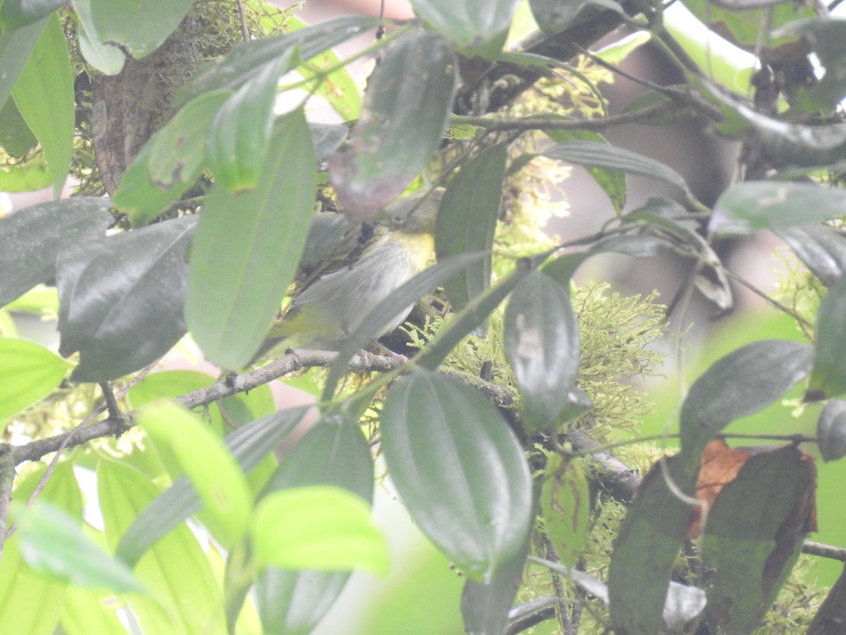 Yellow-vented Warbler - ML625150848