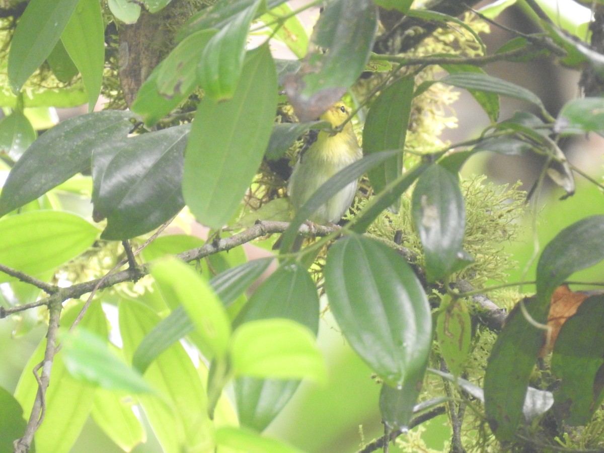 Yellow-vented Warbler - Senan D'Souza