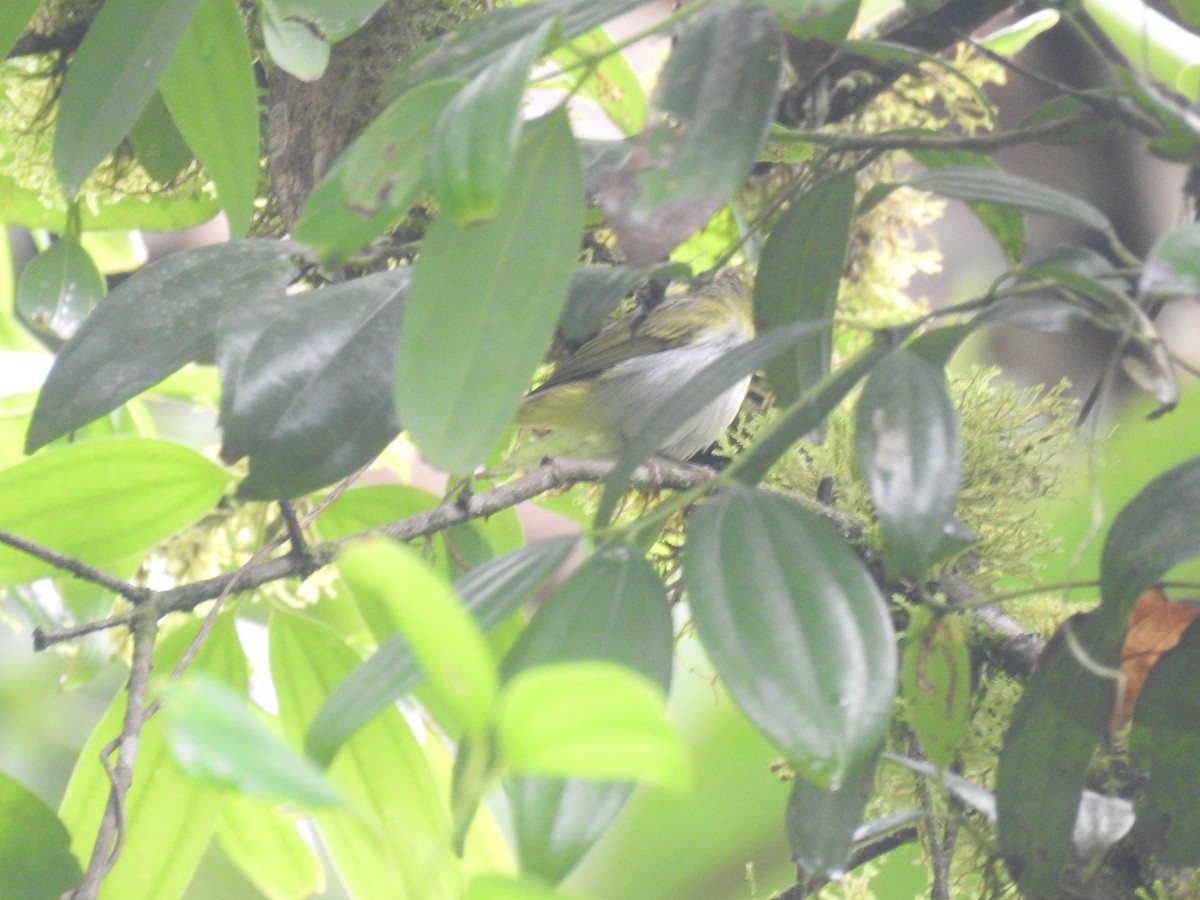 Yellow-vented Warbler - ML625150850