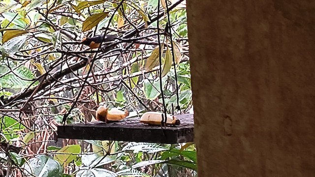 Orange-bellied Euphonia - ML625150879