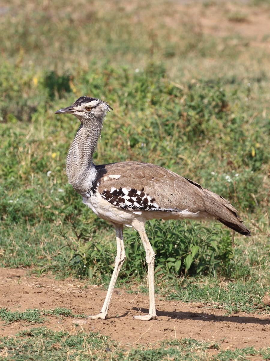 Kori Bustard - ML625150896