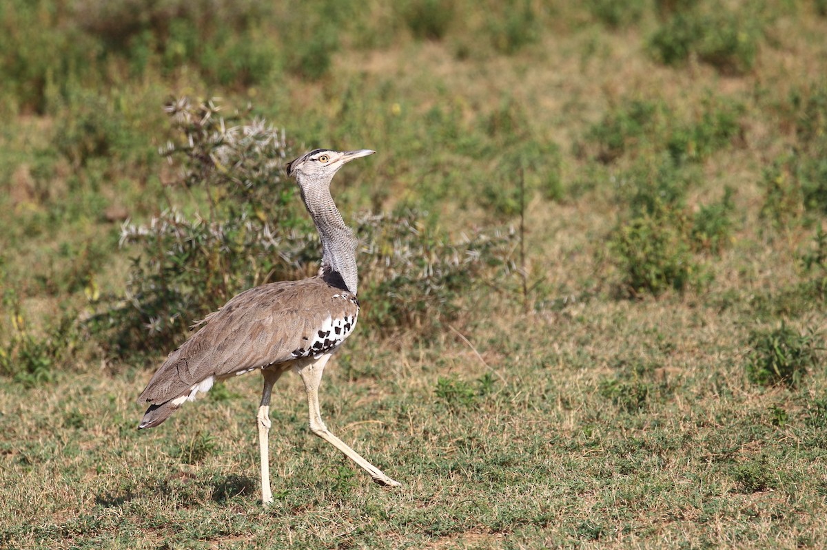 Kori Bustard - ML625150897