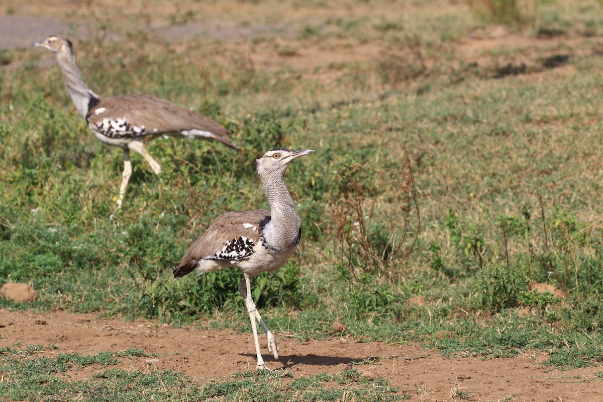 Kori Bustard - ML625150898