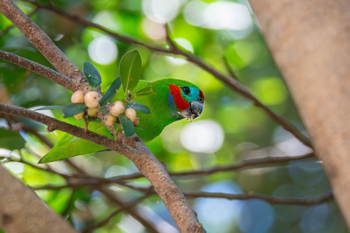 Double-eyed Fig-Parrot - ML625150989