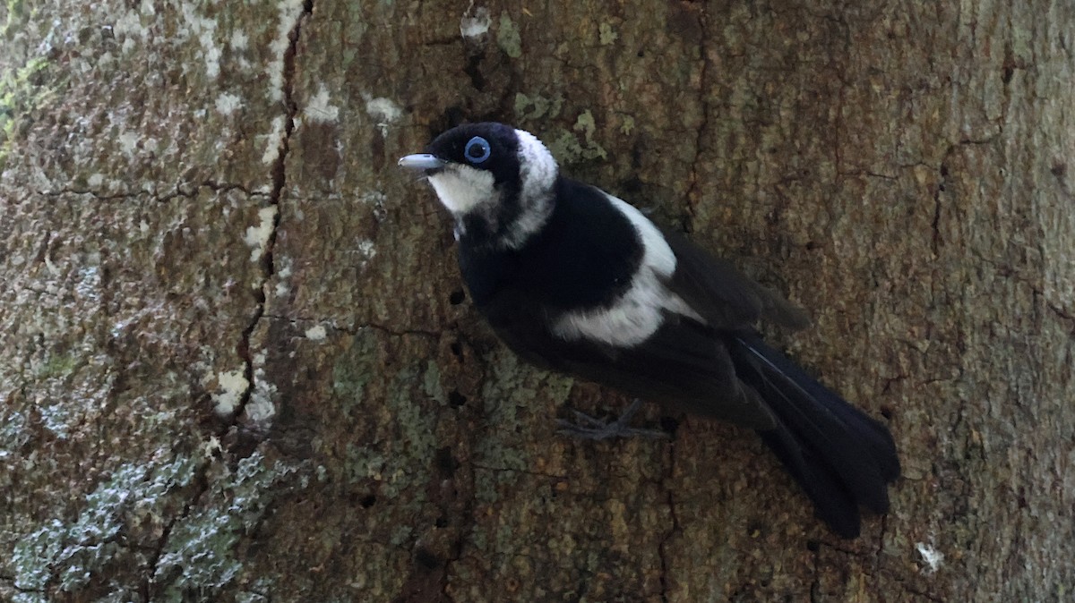 Pied Monarch - ML625151064