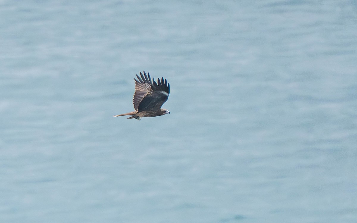 黑鳶 - ML625151143