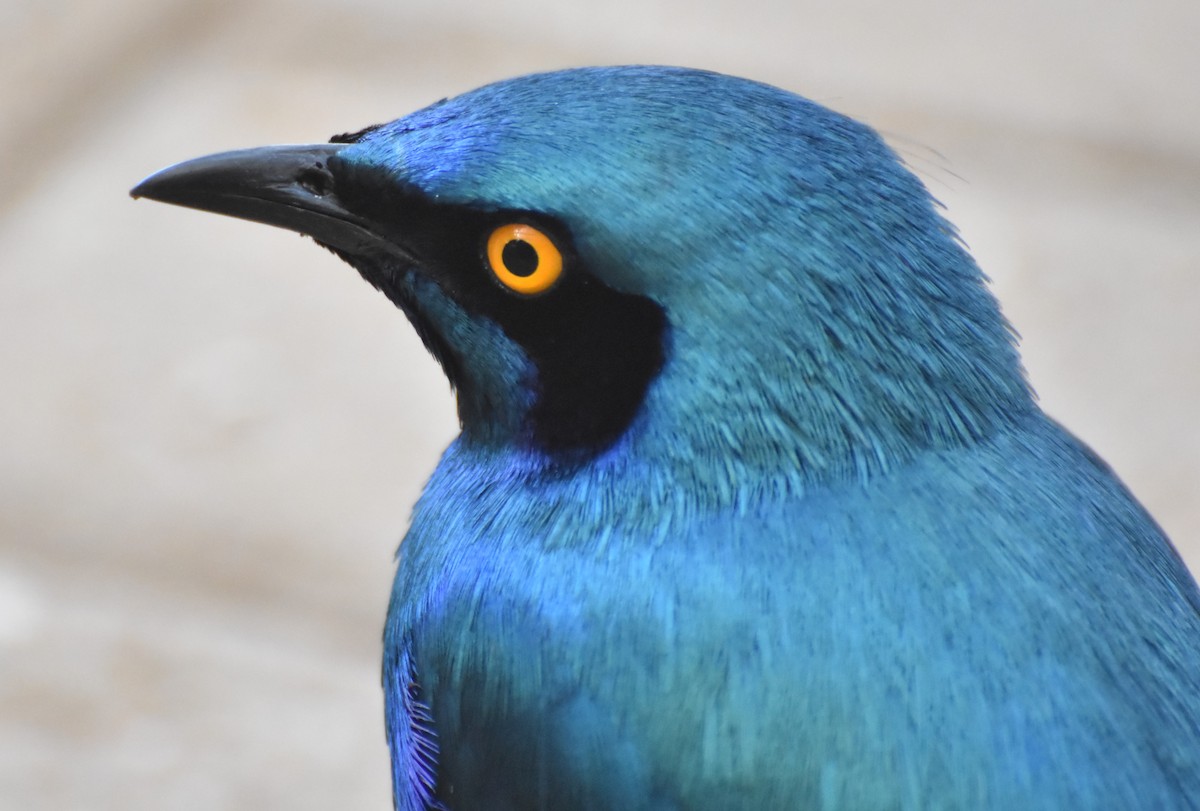 Greater Blue-eared Starling - ML625151190