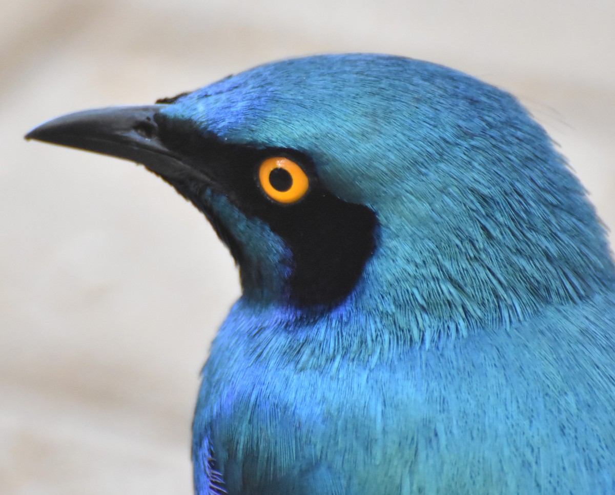 Greater Blue-eared Starling - ML625151191