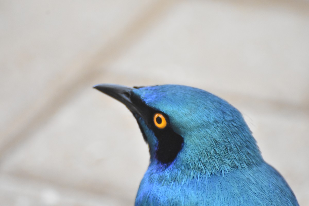 Greater Blue-eared Starling - ML625151195