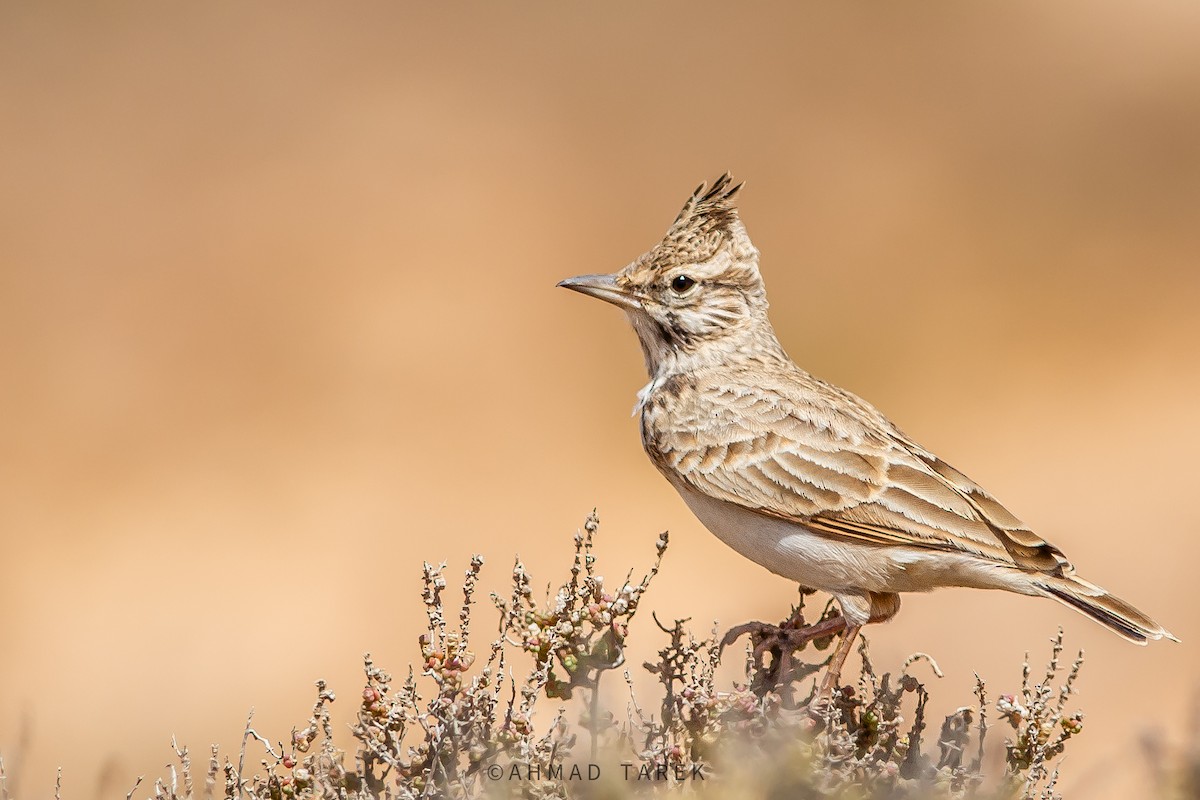 Cappellaccia - ML625151201