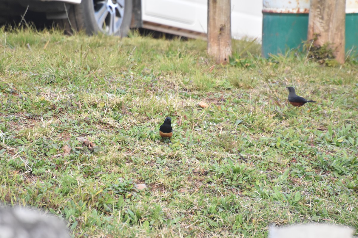 sangklippeskvett - ML625151332