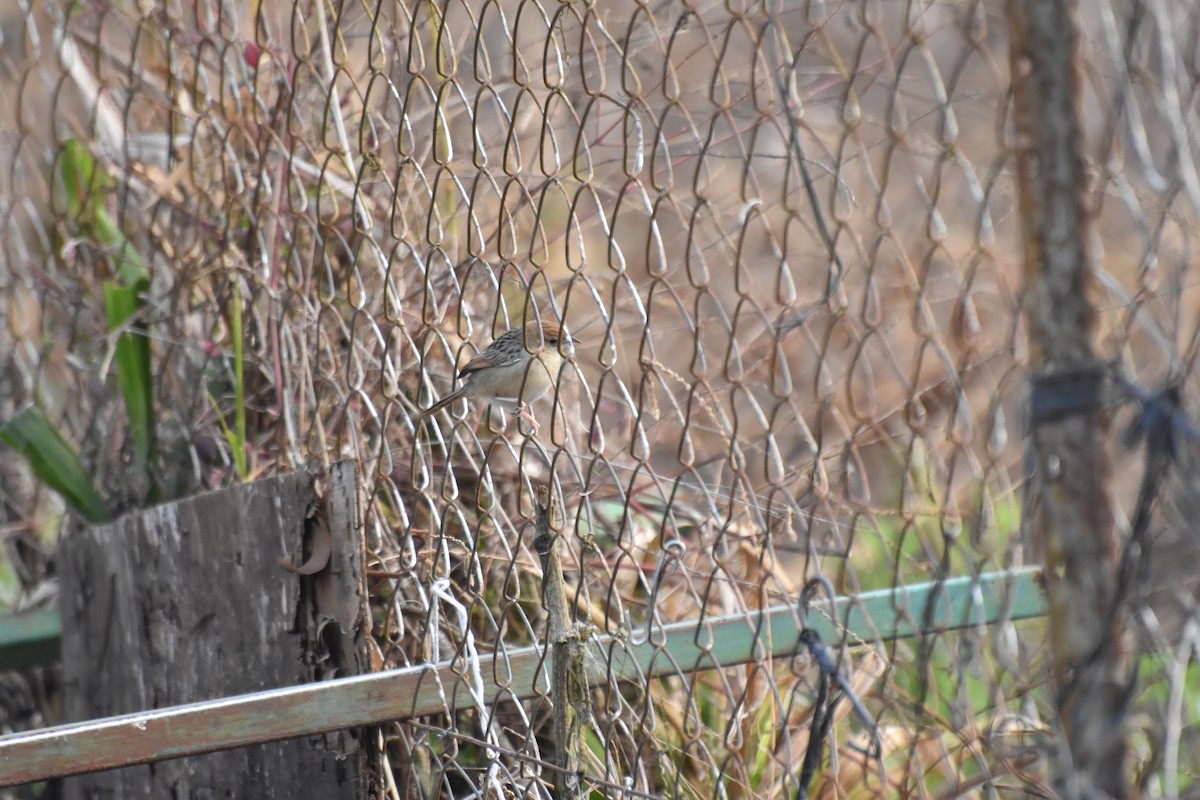 jamregressanger - ML625151345