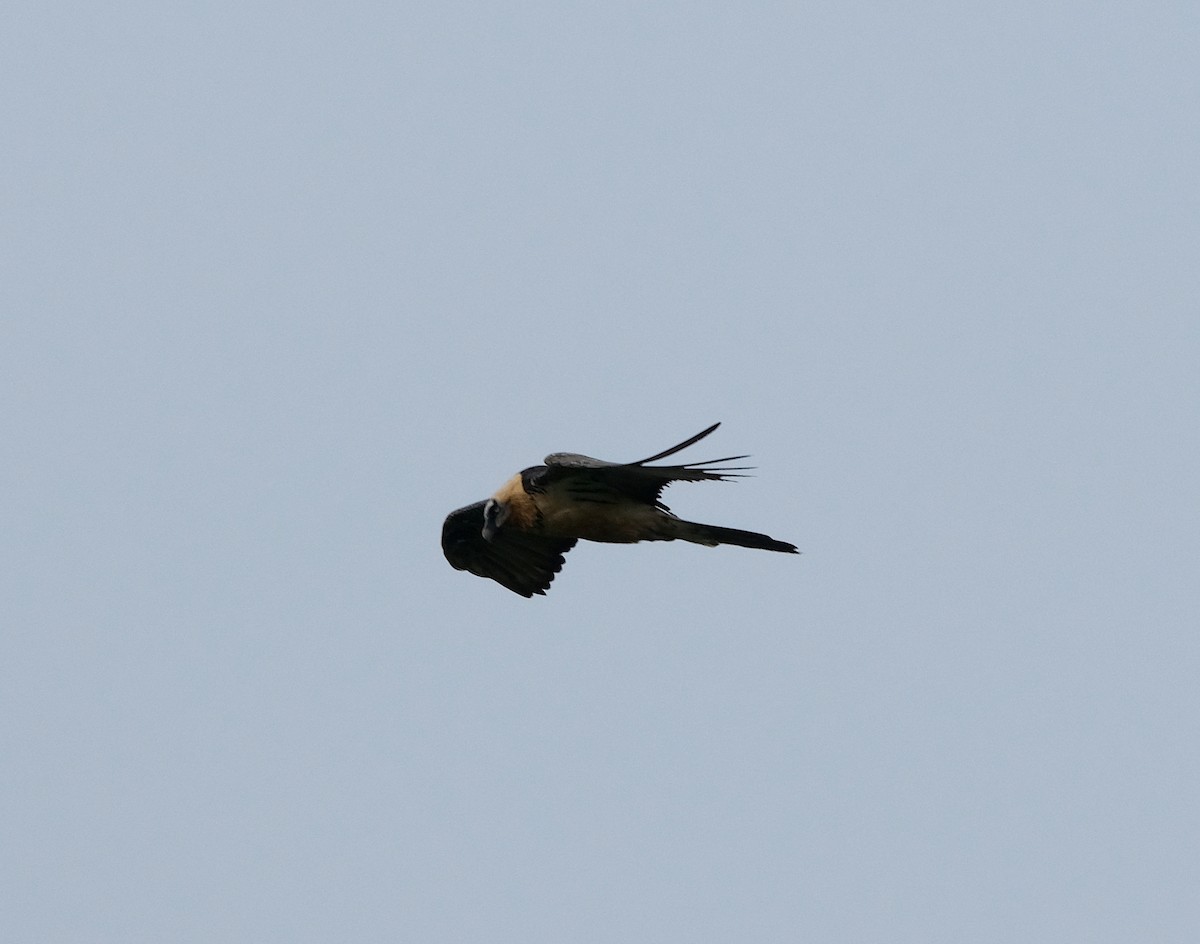 Bearded Vulture - ML625151358